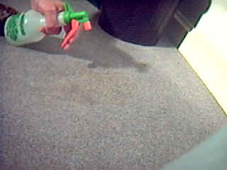 carpet stain being sprayed
